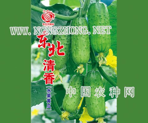 东北清香